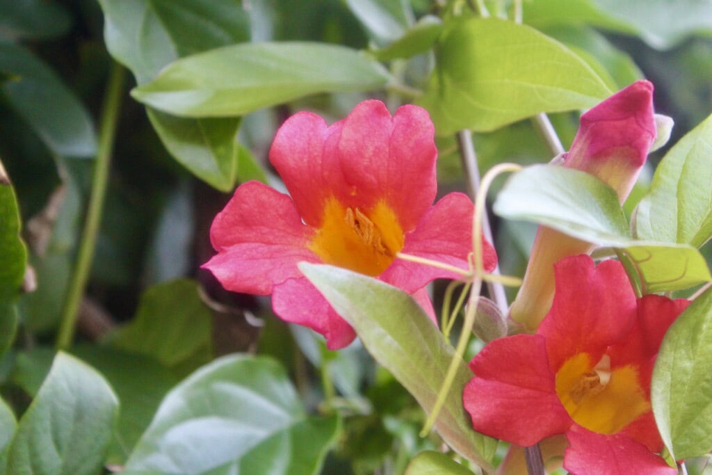 Trumpet vine