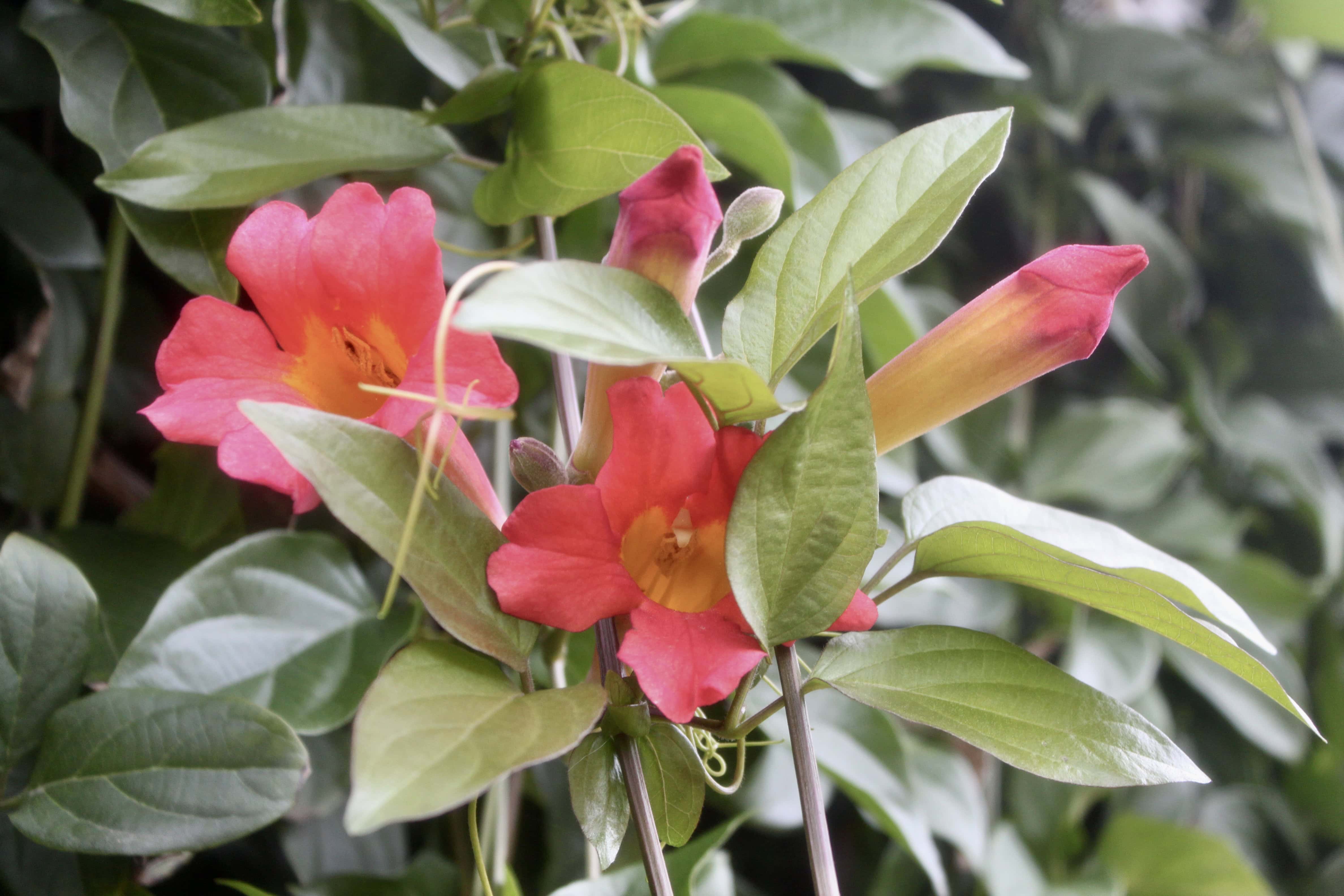 Trumpet Vine — FOTD Feb 16