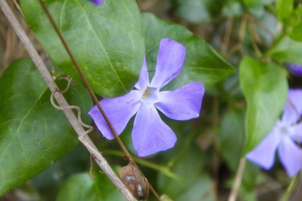 Periwinkle