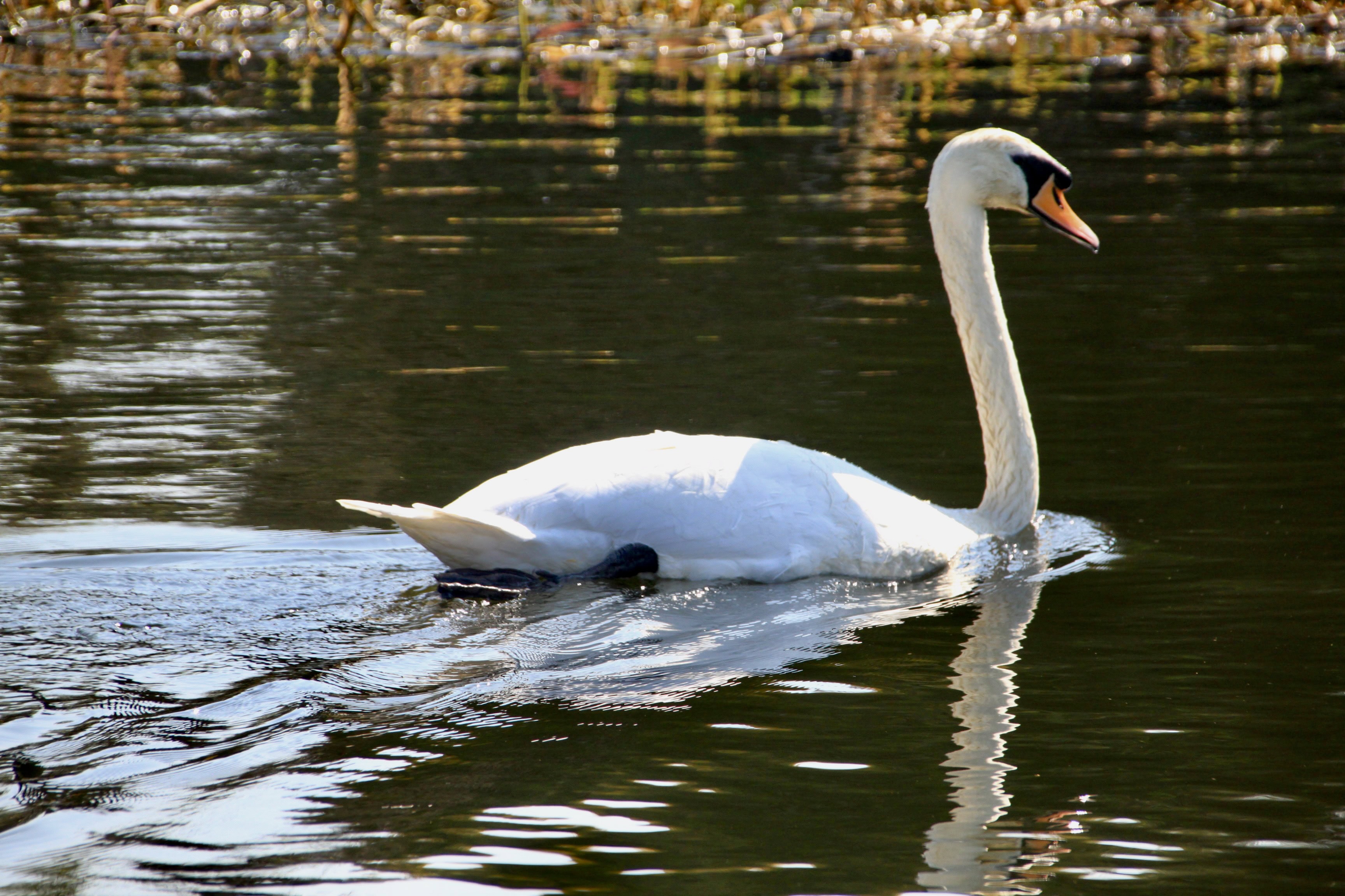 Swan — Monday Portrait Jan 06
