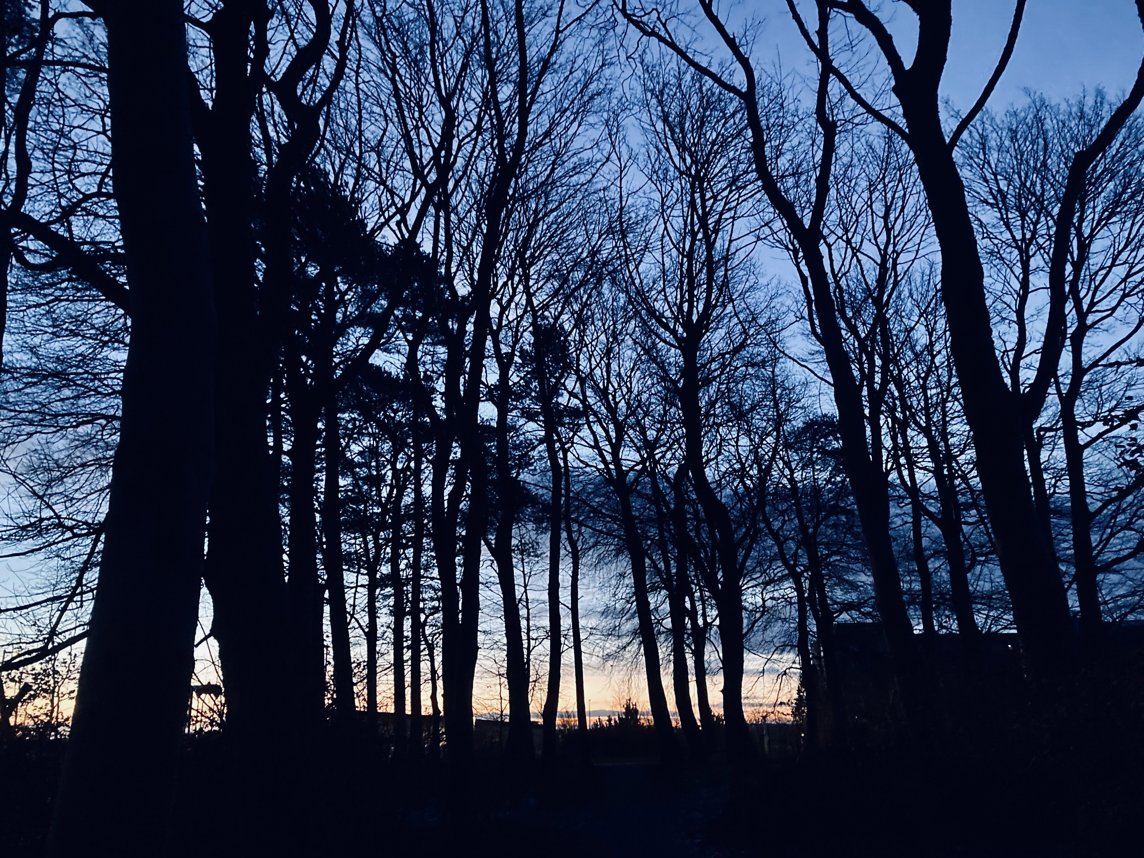 A Cold Dawn — Cellpic Sunday