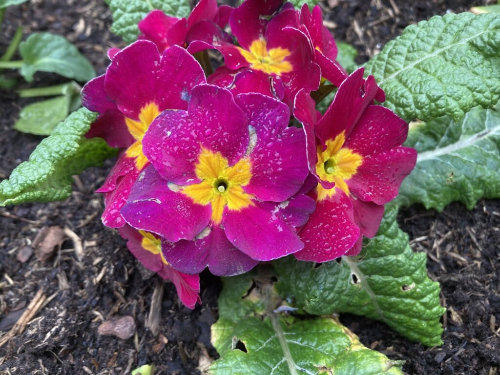 Primrose