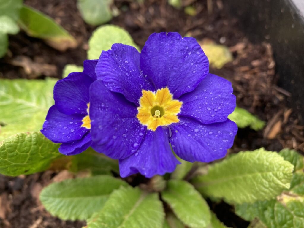 Primrose
