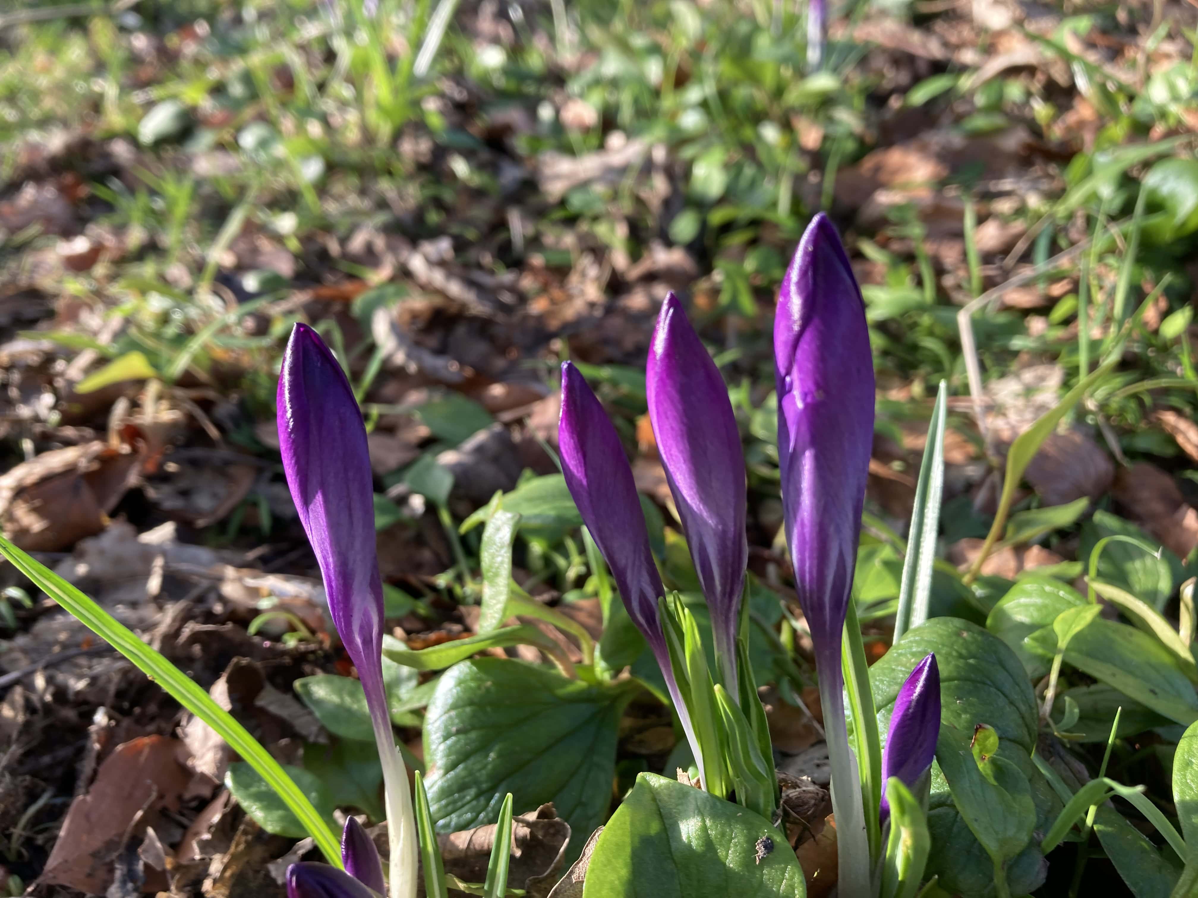 Crocuses — FOTD Feb 27