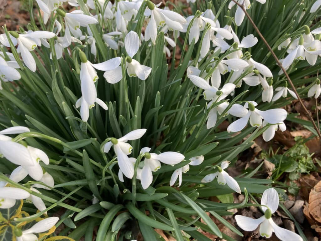 Snowdrops