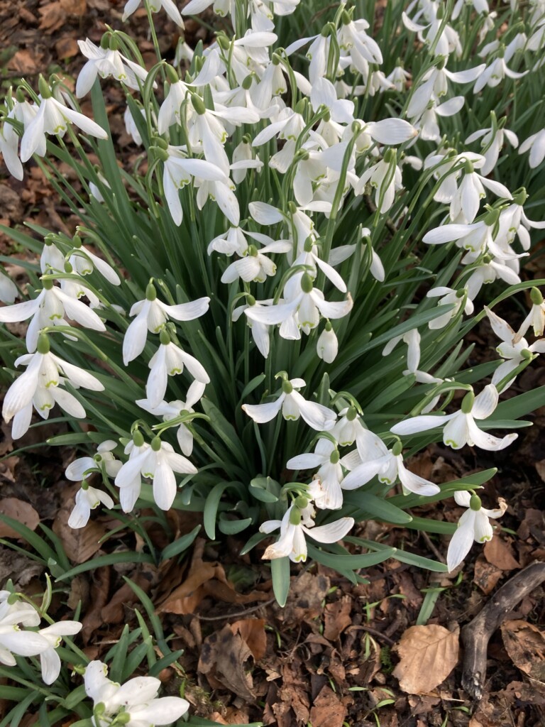Snowdrops