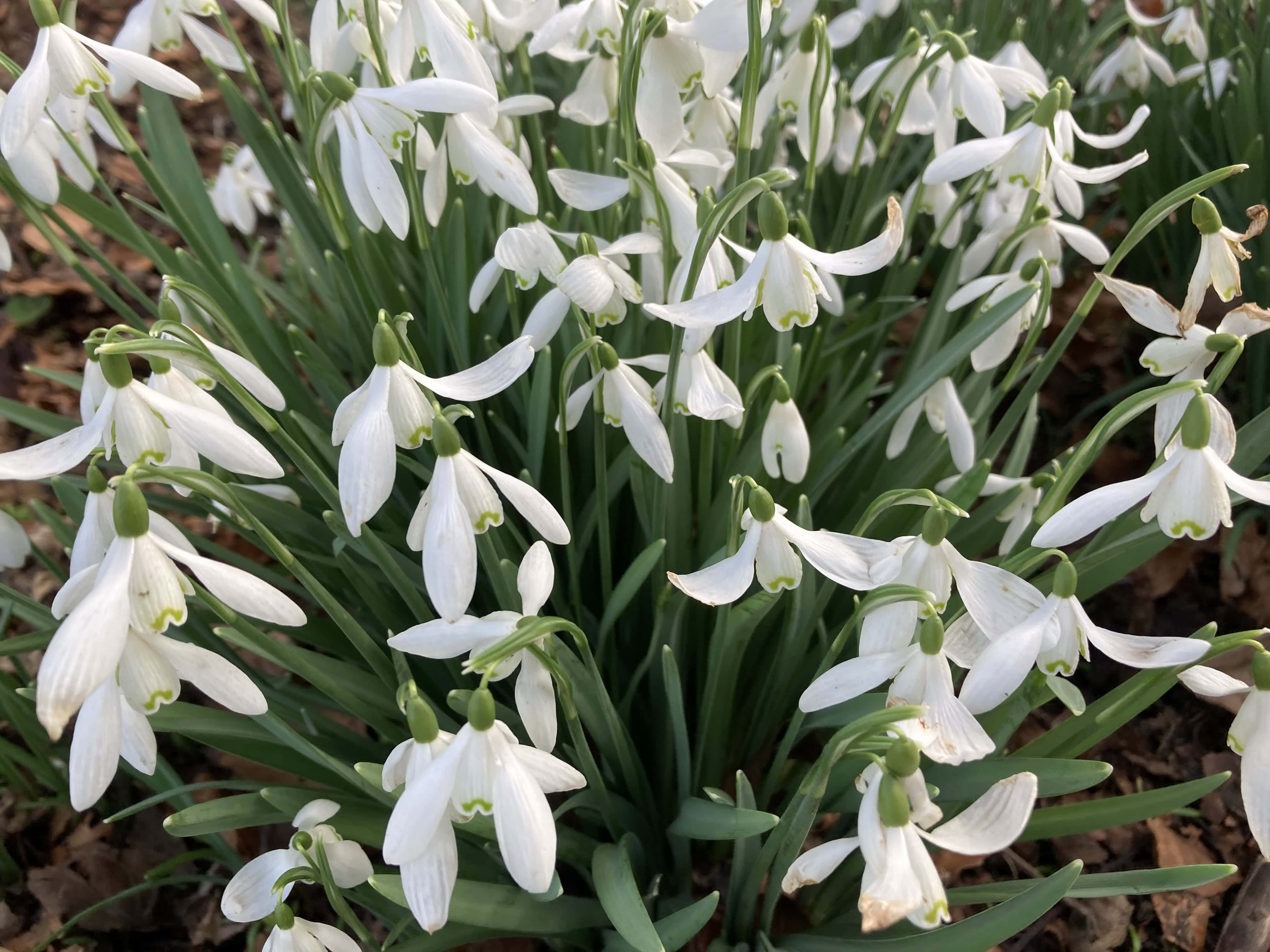 Snowdrops — FOTD Mar 01