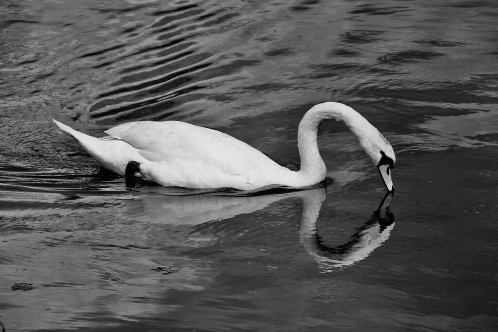 Swan & it's reflection