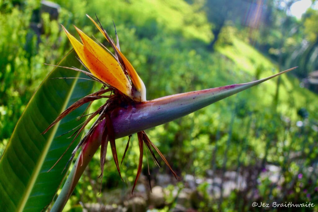 Bird of Paradise