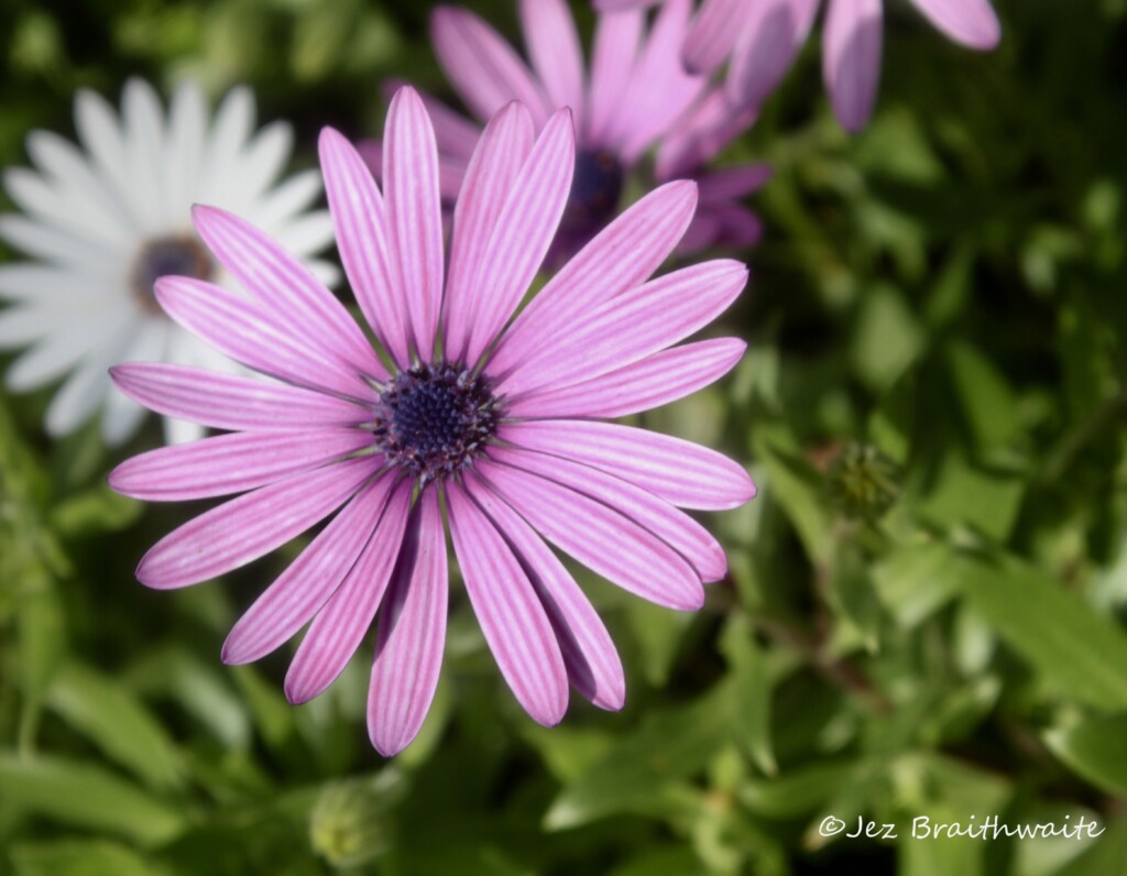 Cape daisy