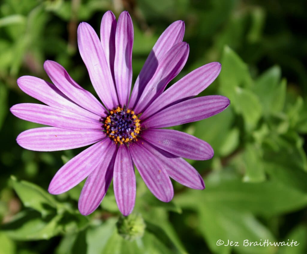 Cape daisy