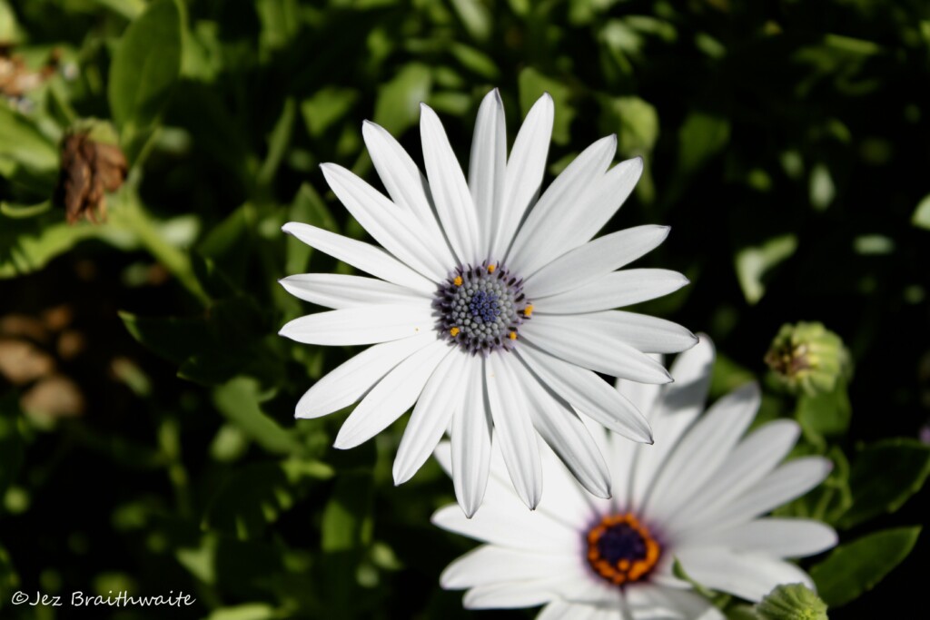 Cape daisies
