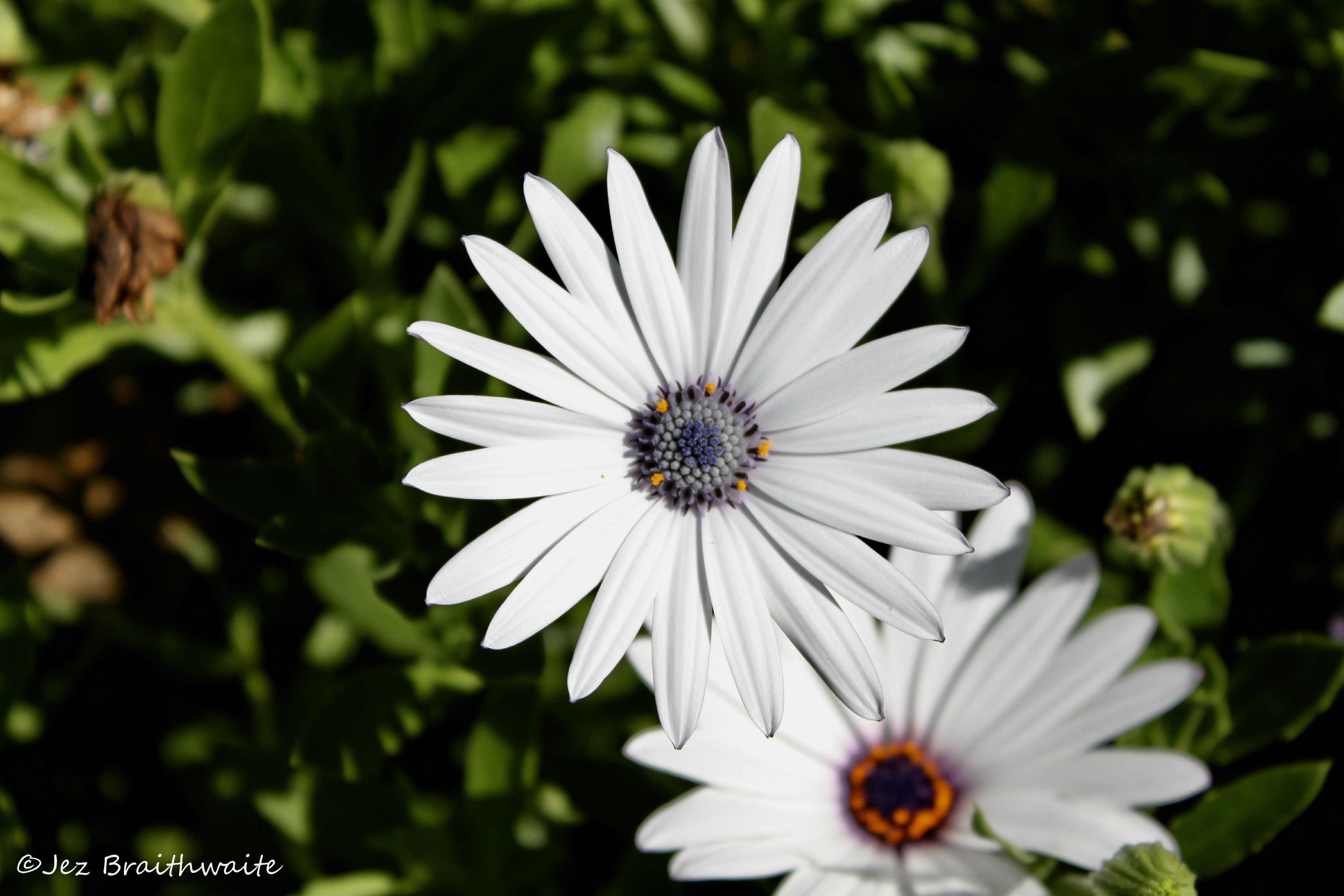 Cape Daisies — FOTD Feb 01