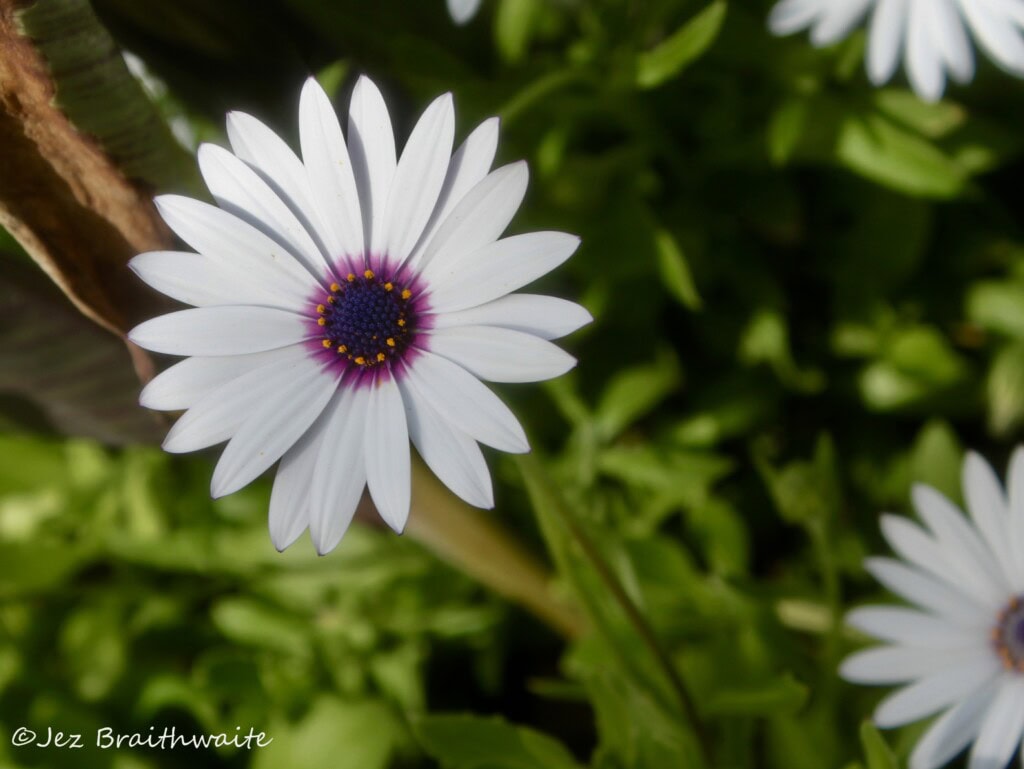 Cape daisy
