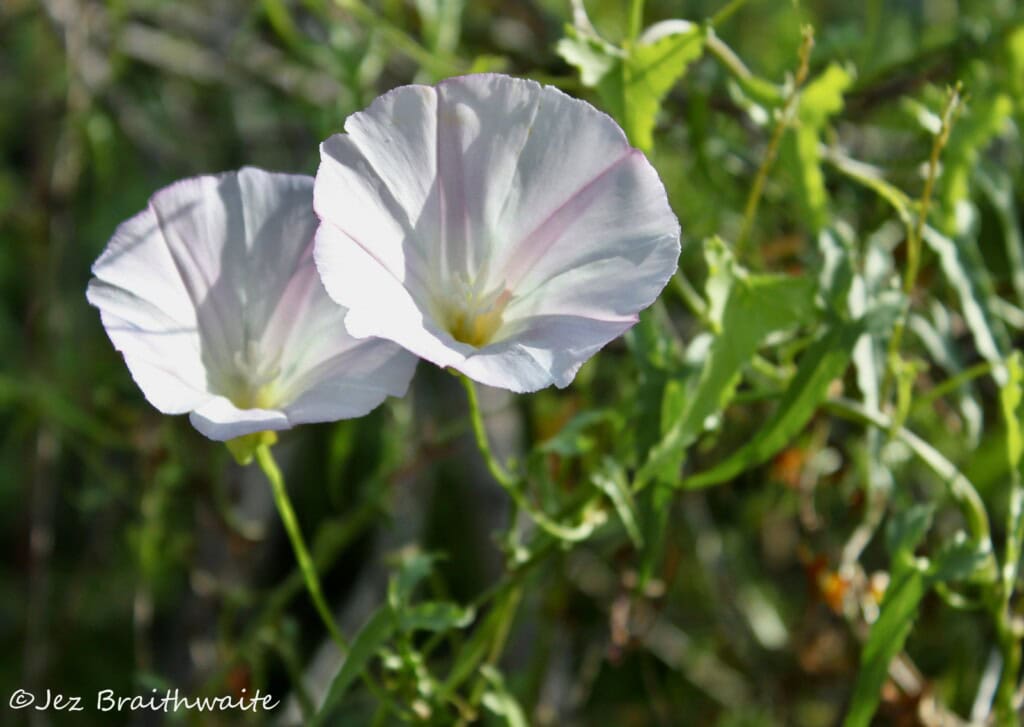 White morning glory