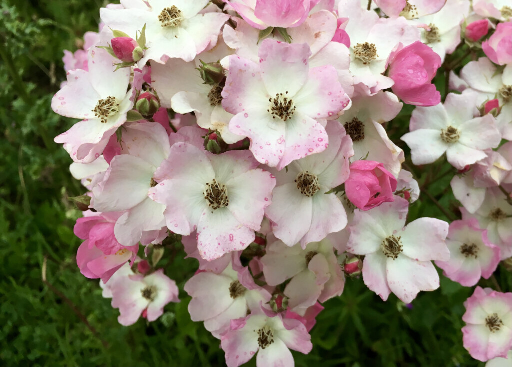 Wild roses