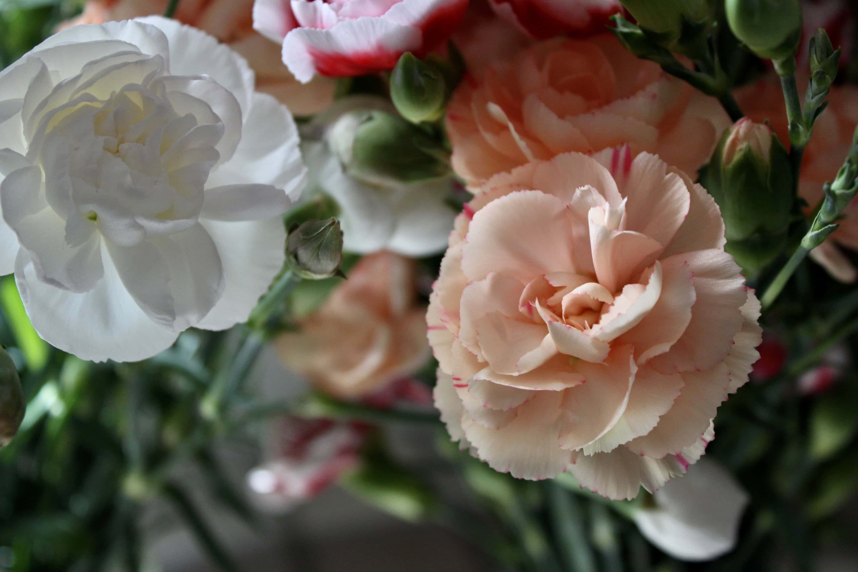 Carnations — FOTD Mar 23