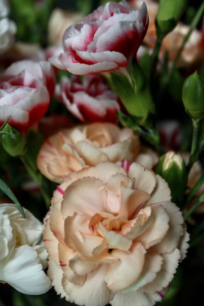 Carnations