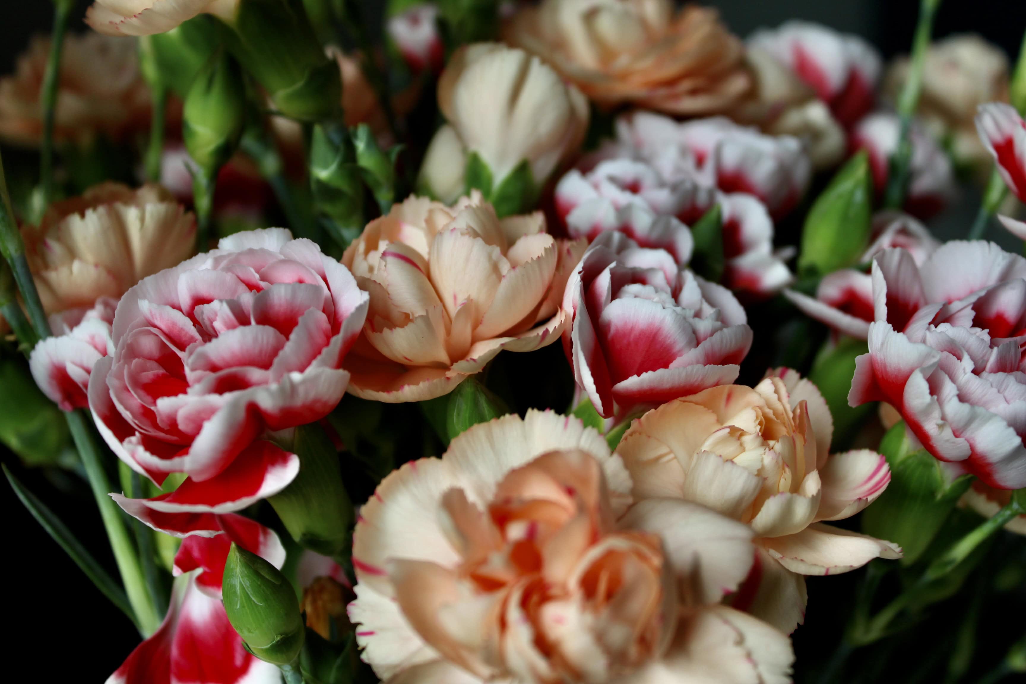 Carnations — FOTD Mar 24