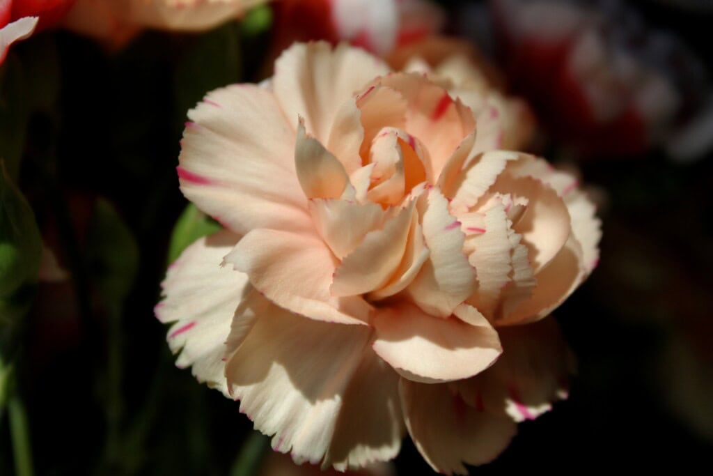 Peach carnation
