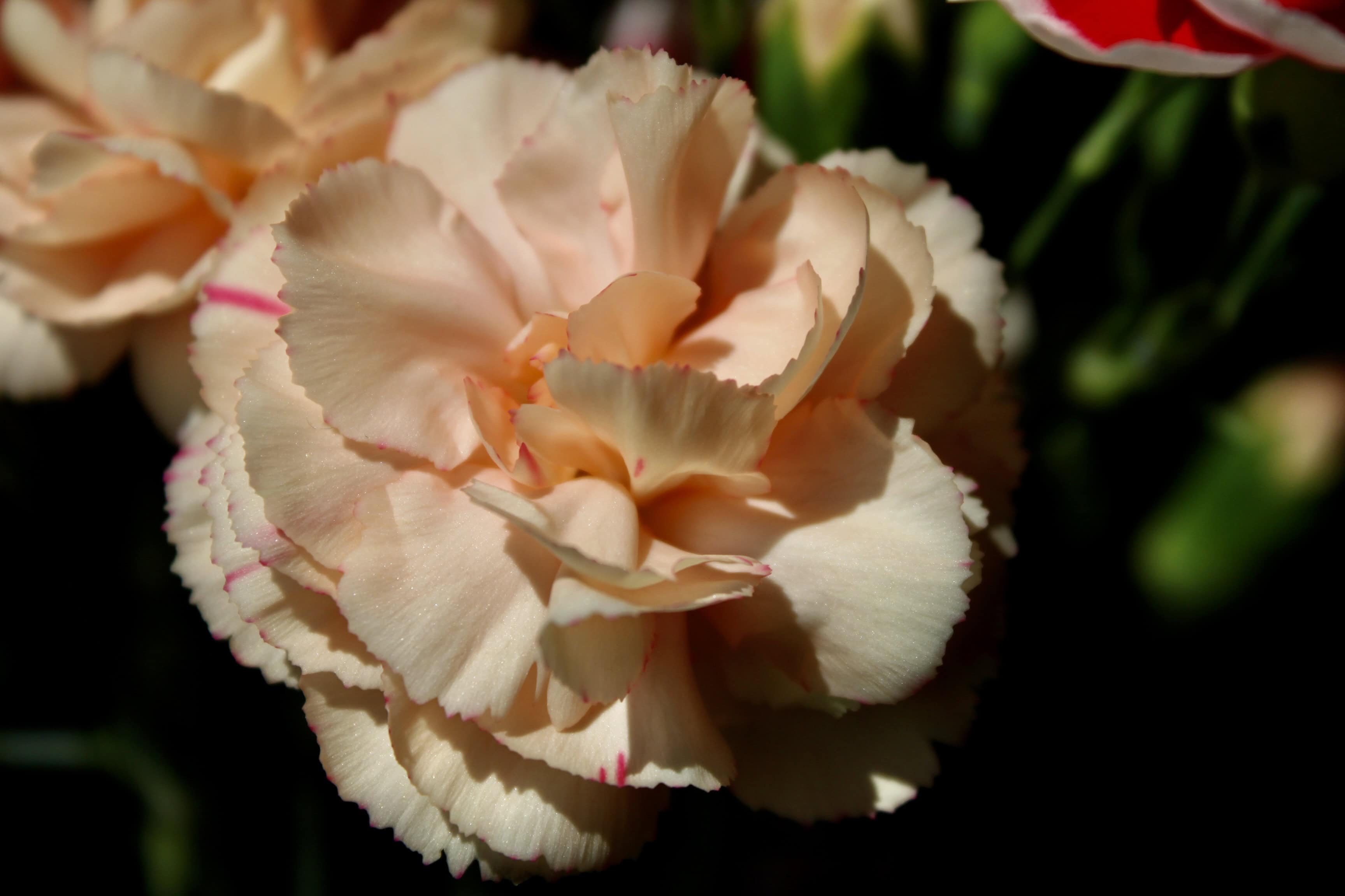 Carnation — FOTD Mar 22