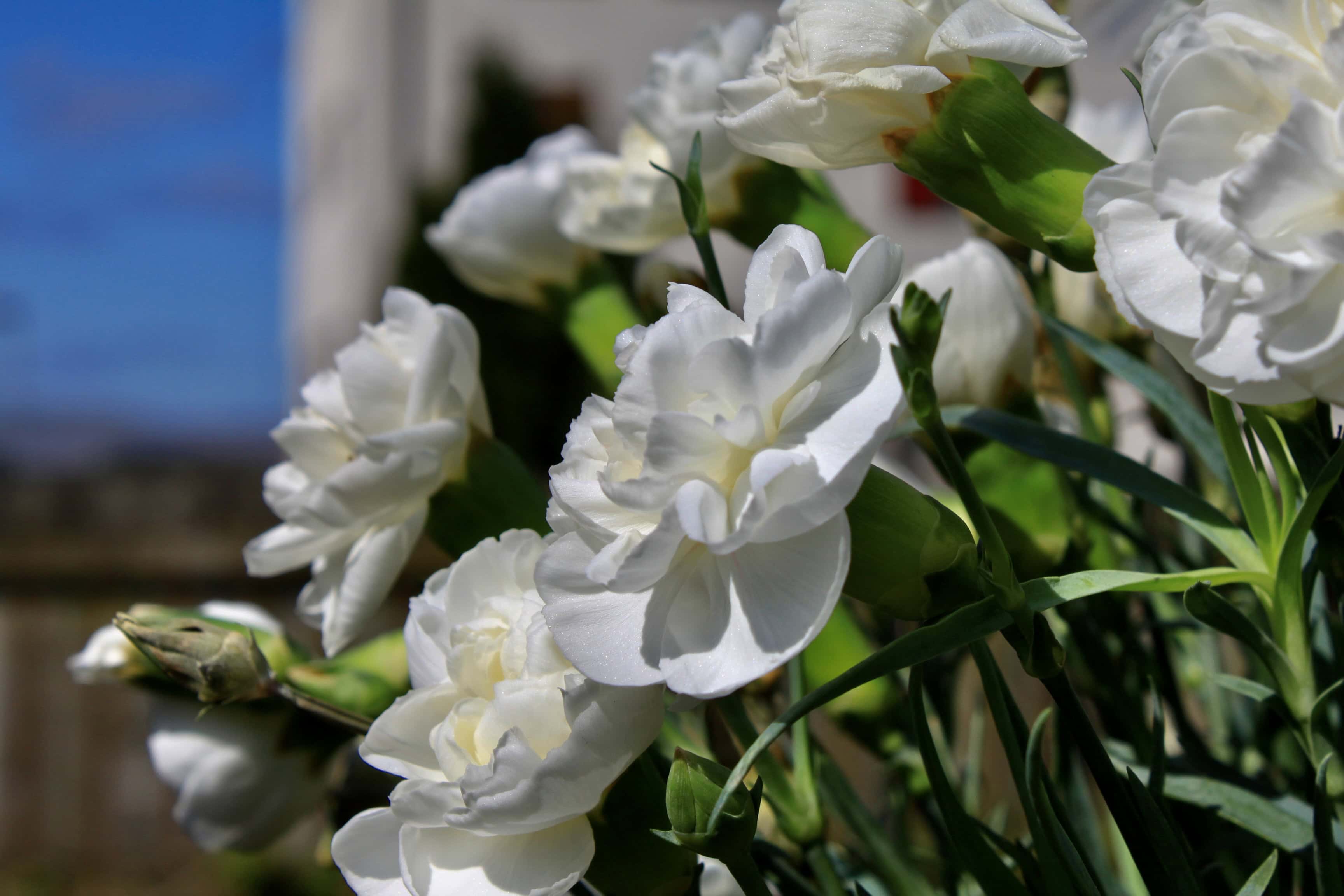 Carnations — FOTD Mar 20