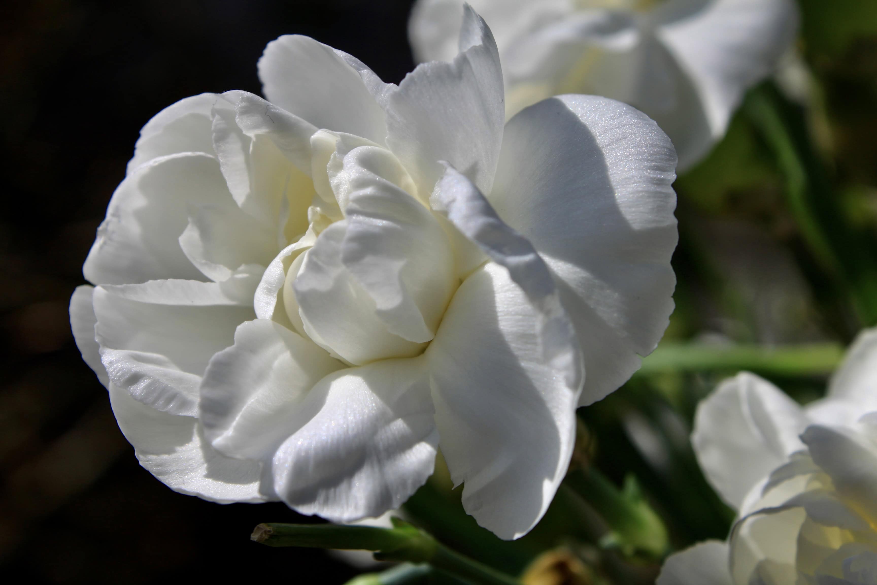 Carnation — FOTD Mar 21