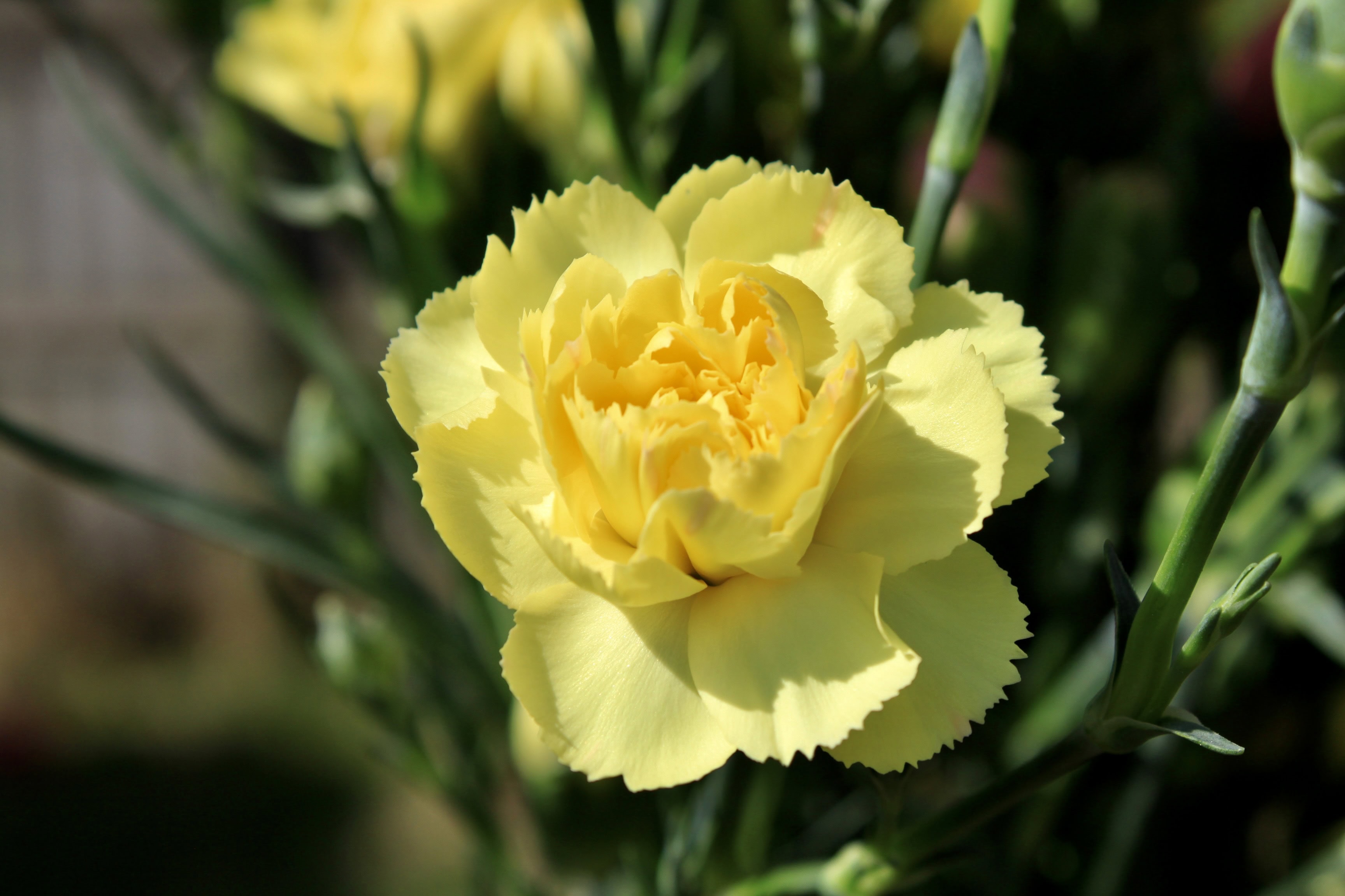 Carnation — FOTD Mar 25