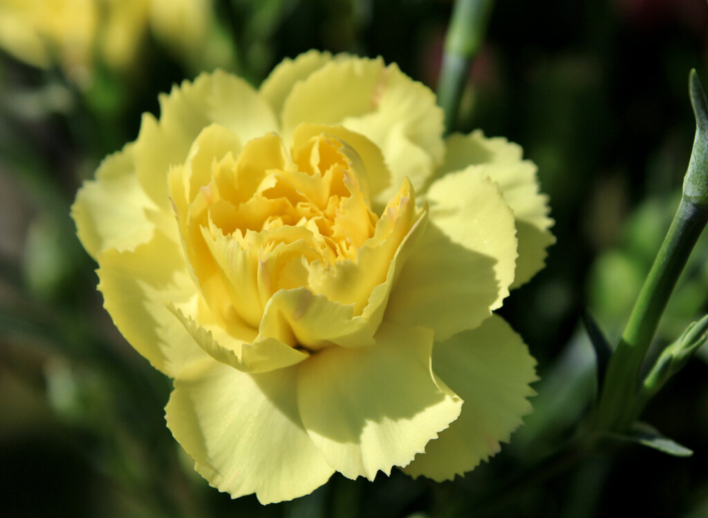 Carnation