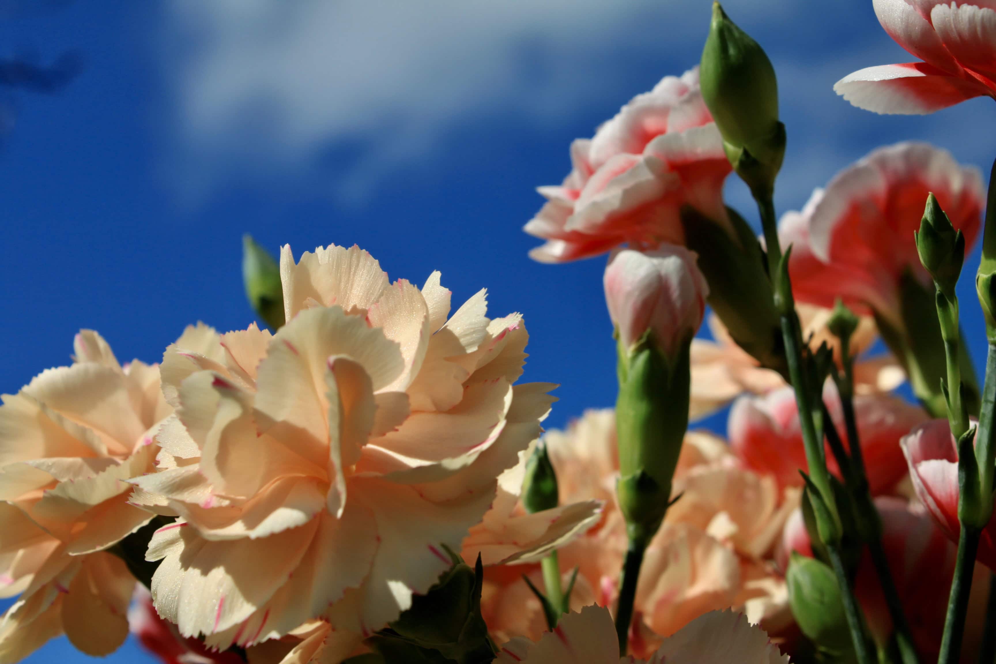 Carnations — FOTD Mar 26