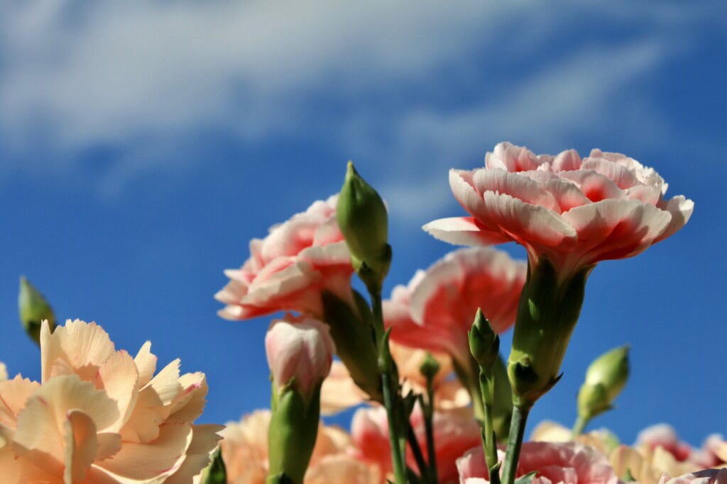 Carnations
