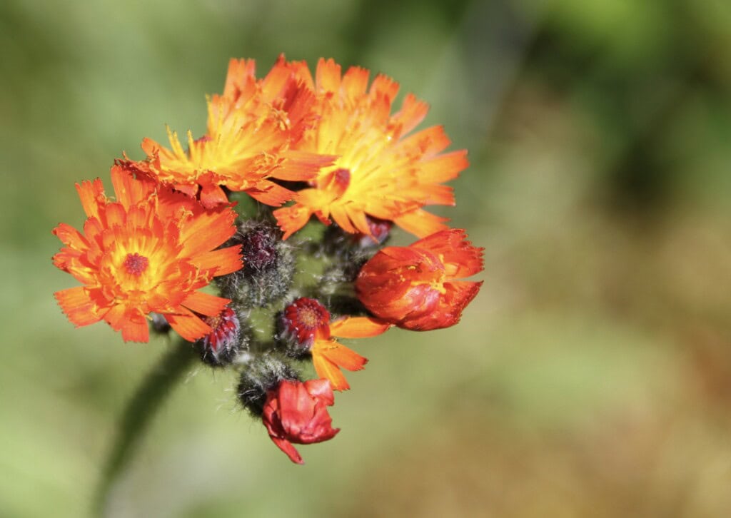 Orange Hawkweed