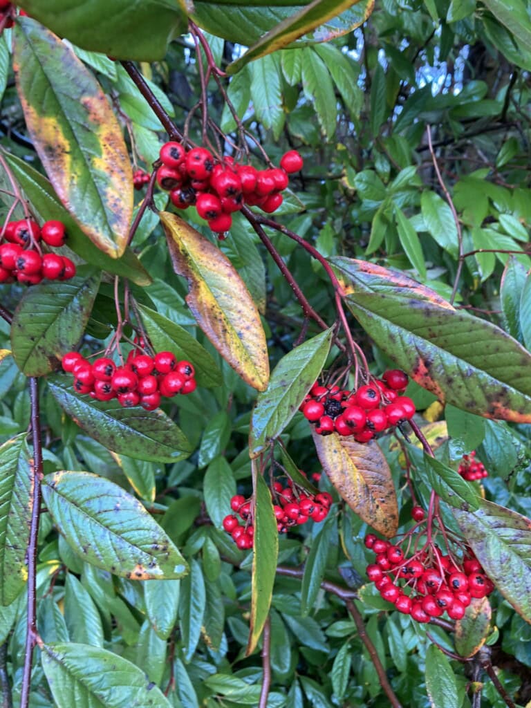 Red Berries