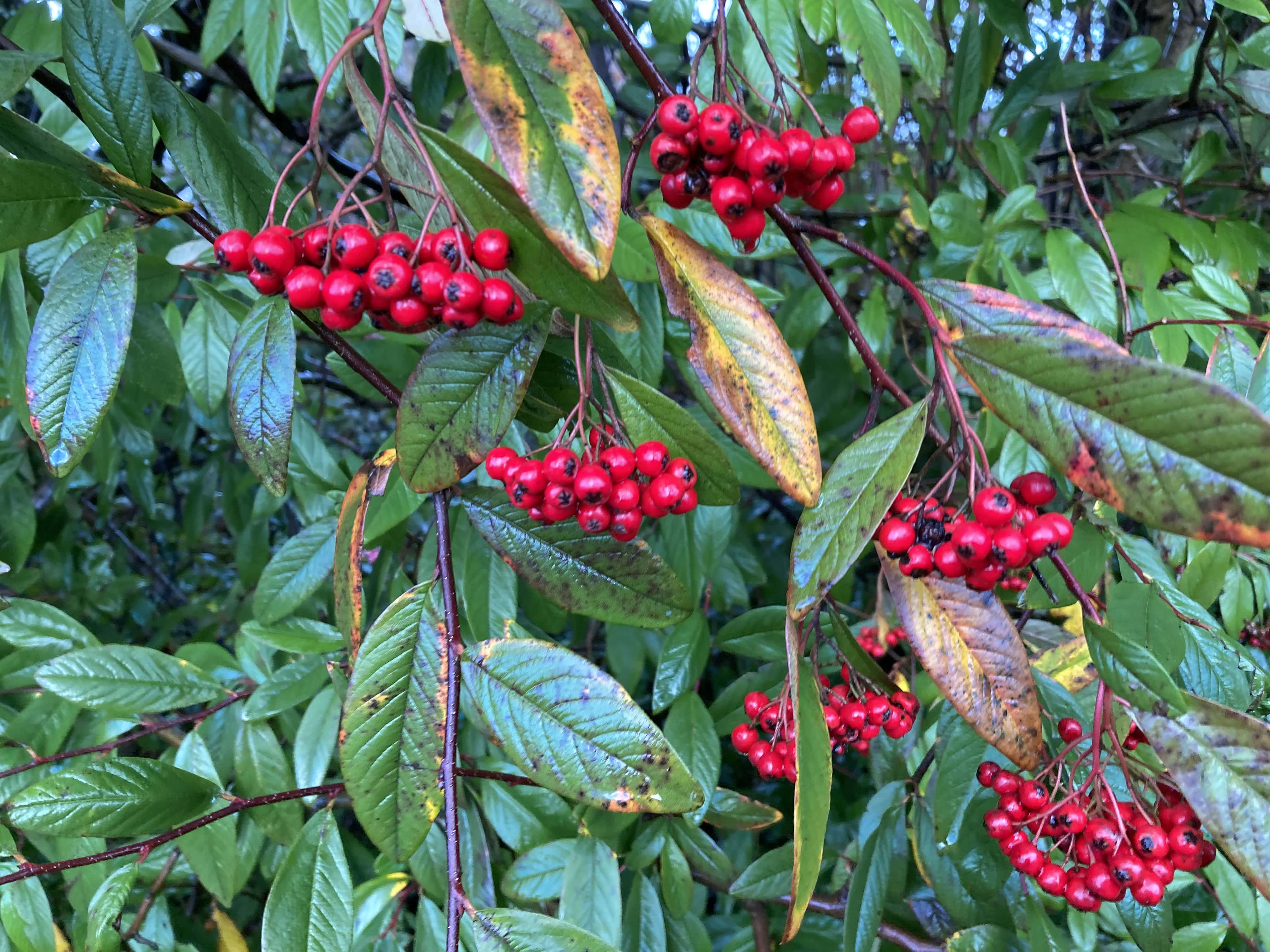 Red Berries — FOTD Mar 05