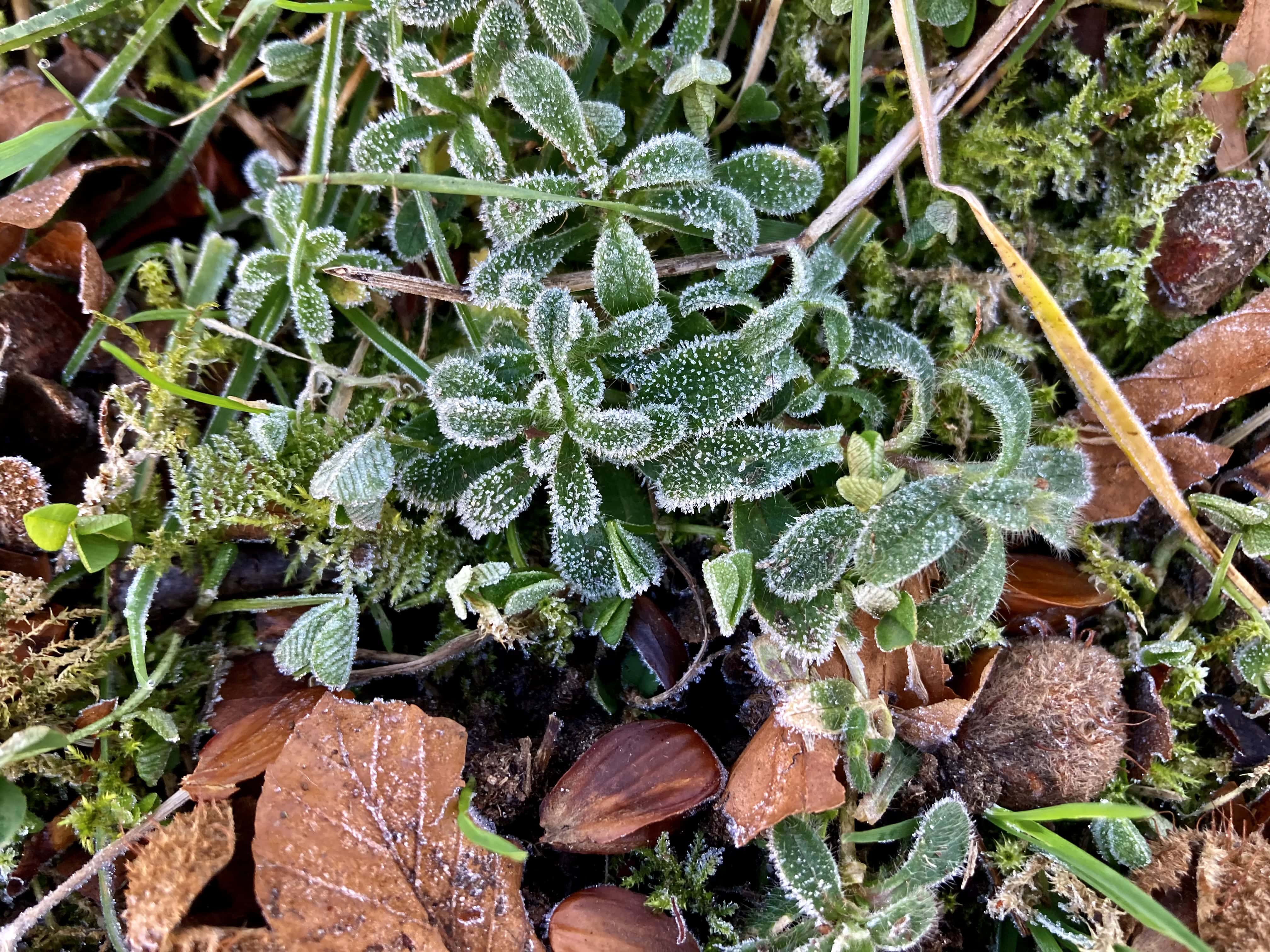 Icy Leafs — Macro Monday Mar 06