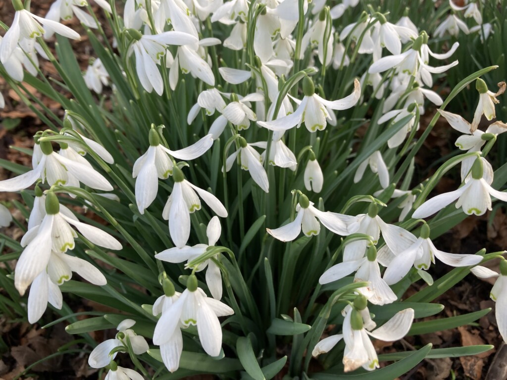 snowdrops