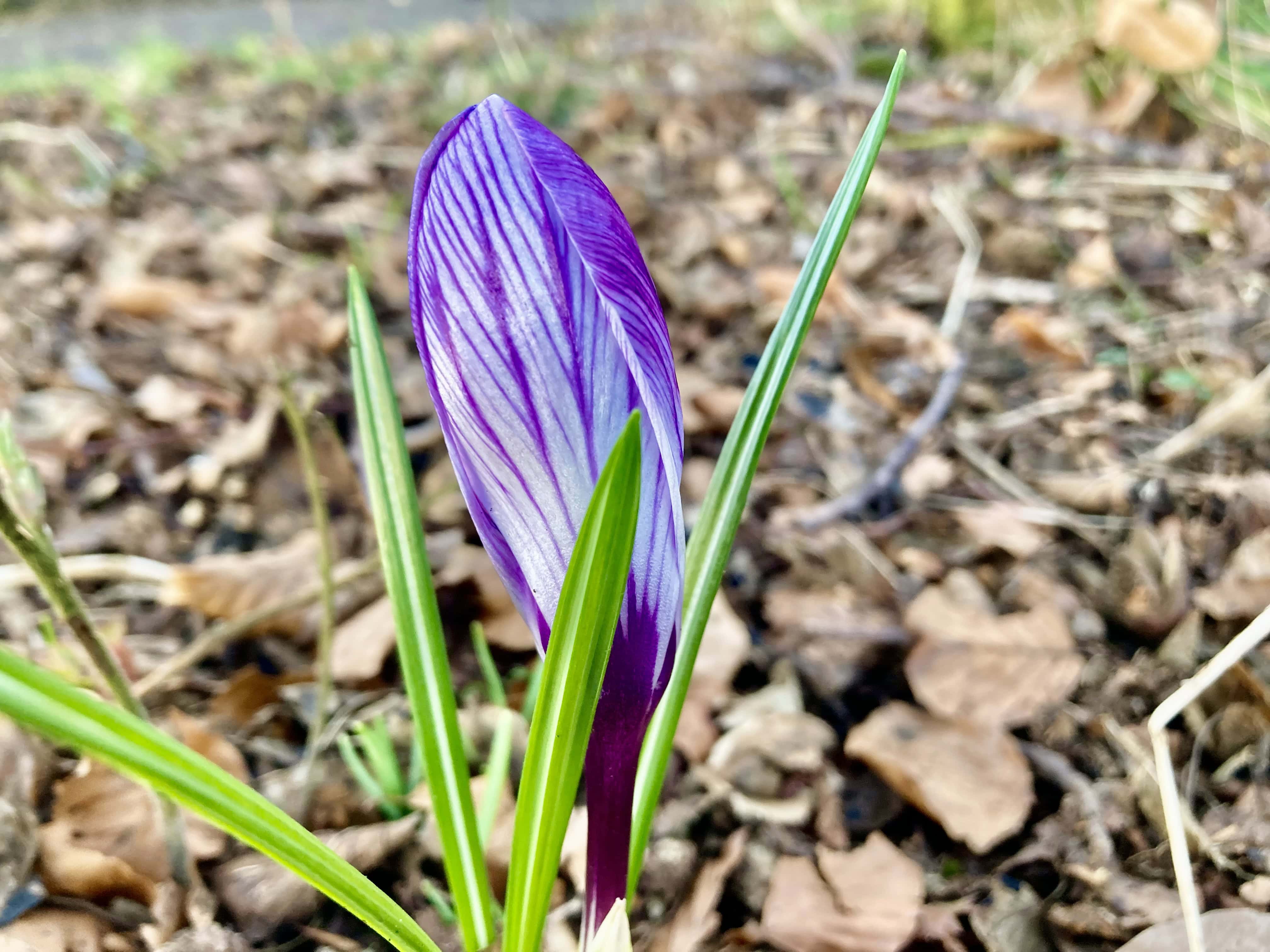Spring Flowers — Fan Of… #196