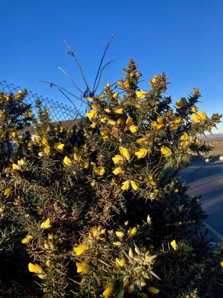 Gorse