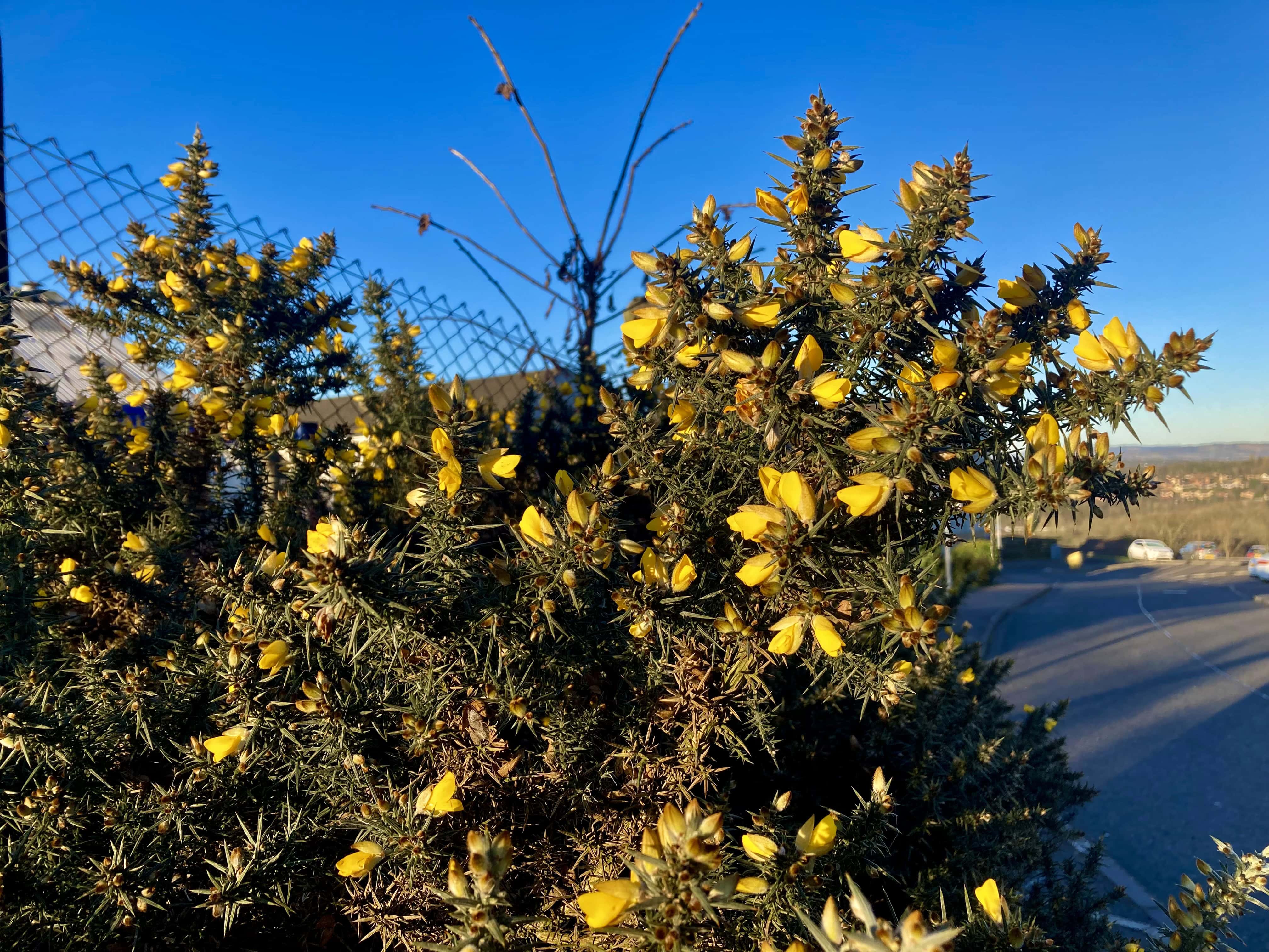 Gorse — FOTD Mar 11