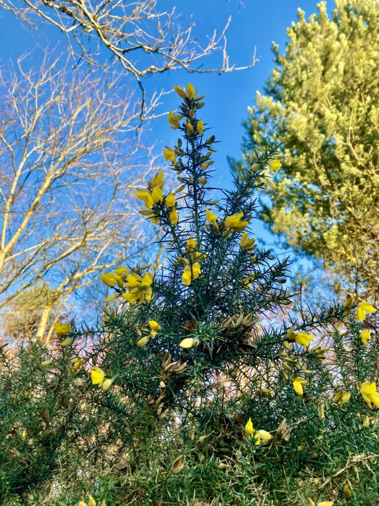 Gorse