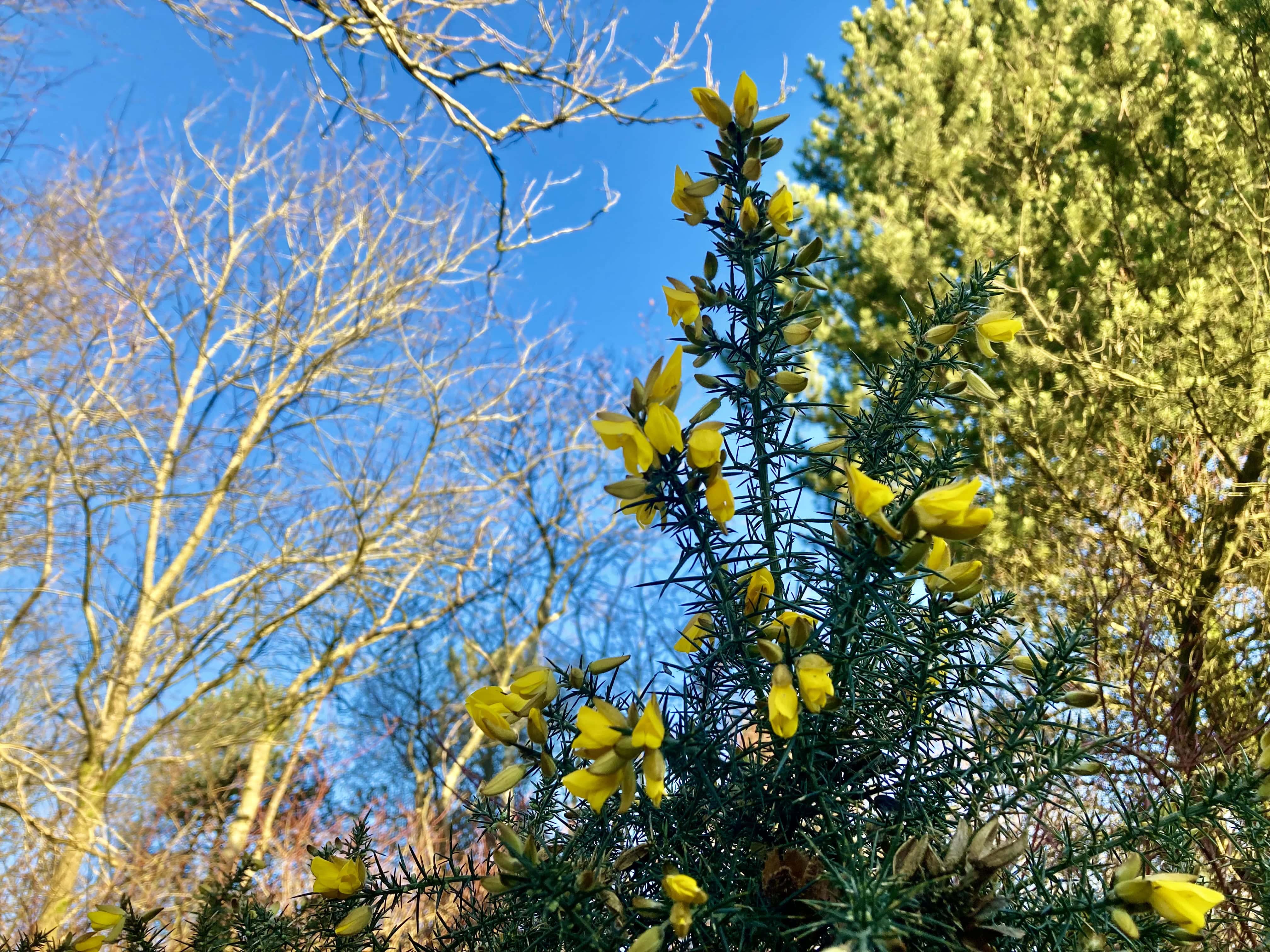 Gorse — FOTD Mar 12