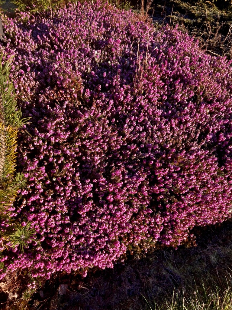 Heather