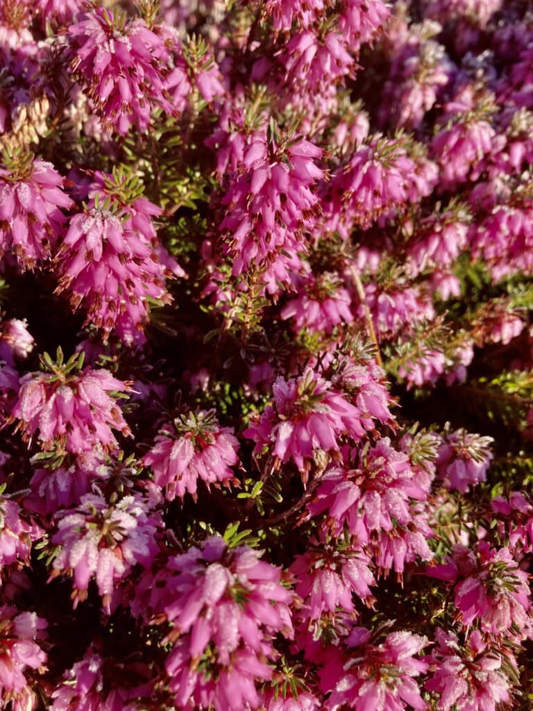 Heather