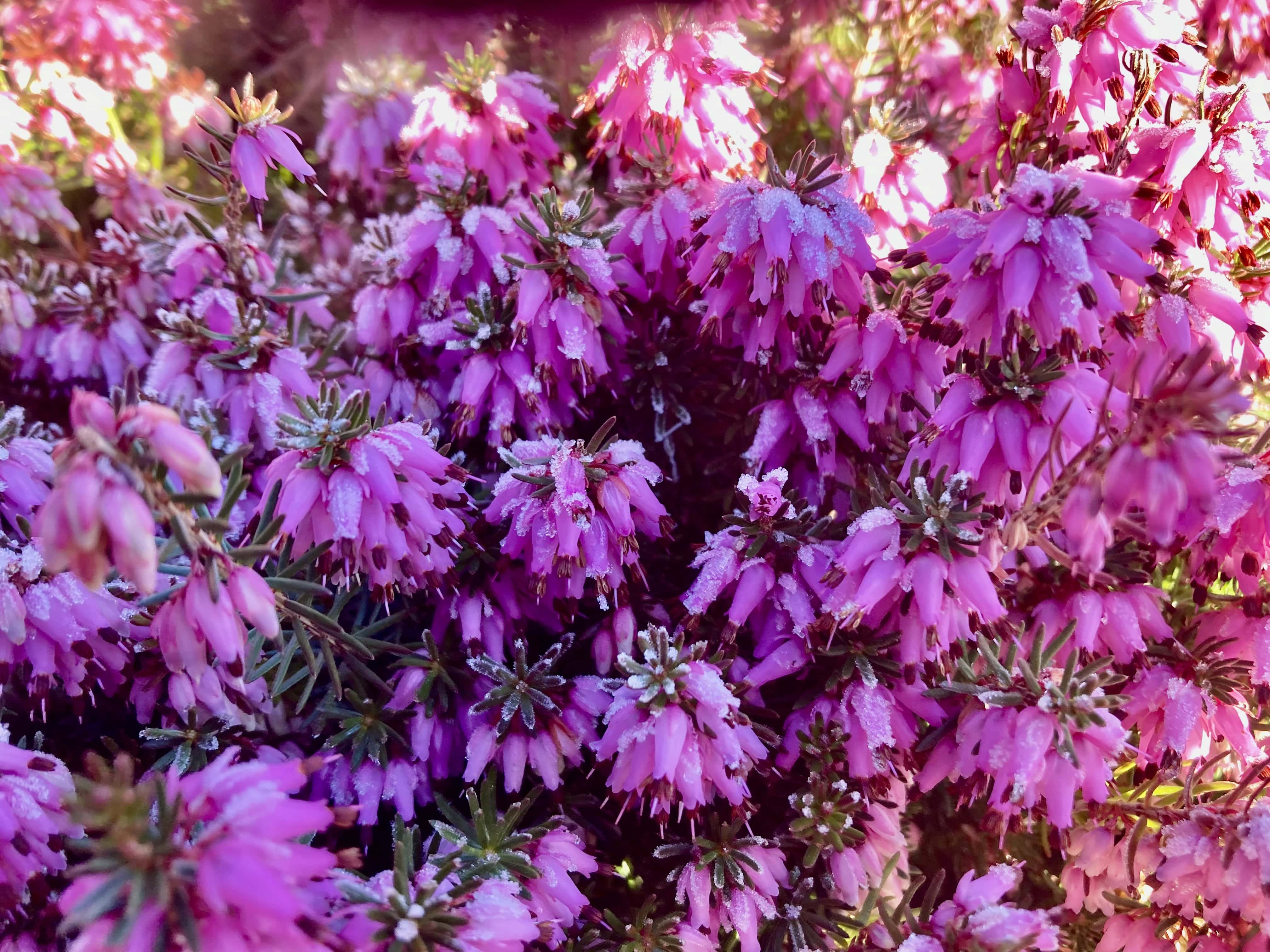 Pink Heather — FOTD Mar 14