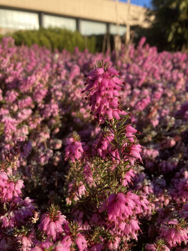 Heather