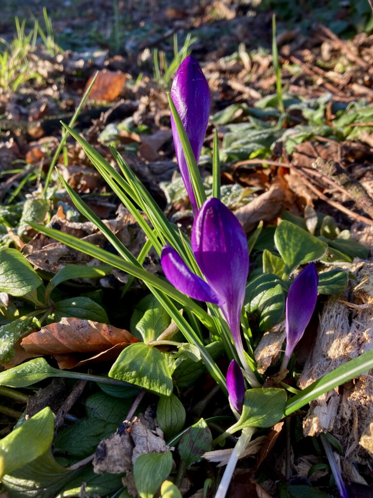 Crocuses