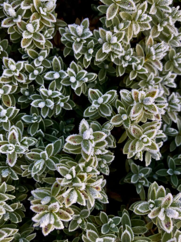 Ice on succulents