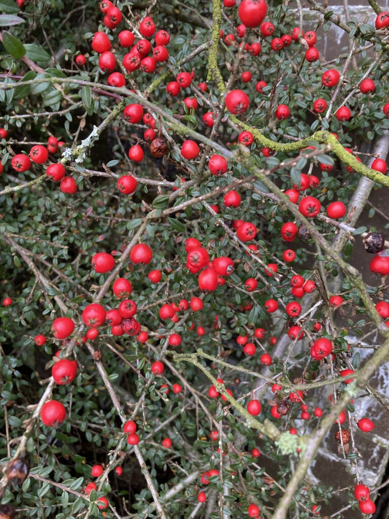 Red berries