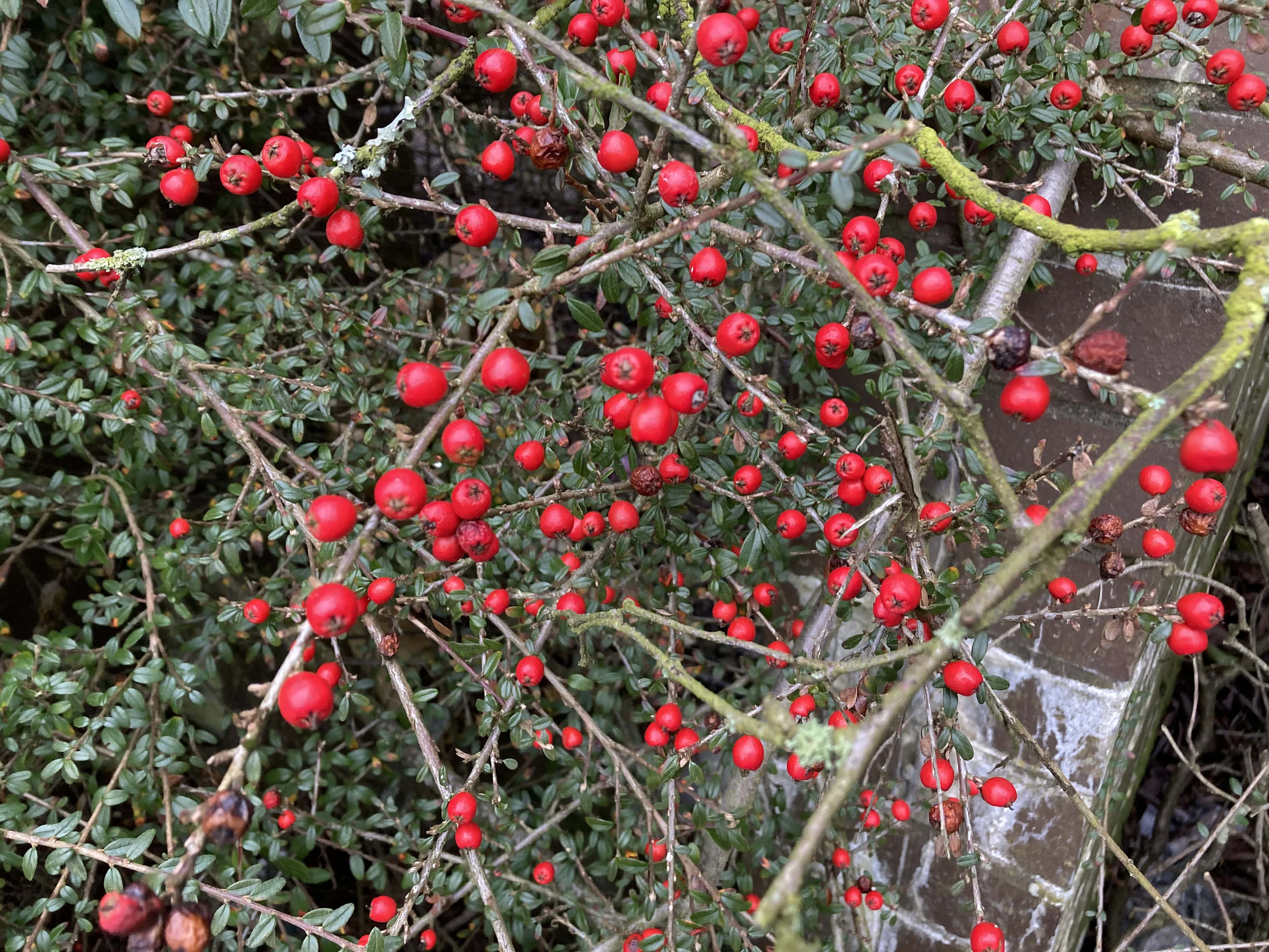 Red Berries — FOTD Mar 17