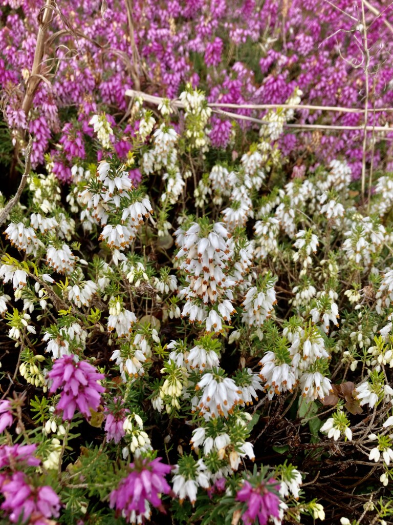 White heather